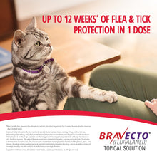 Load image into Gallery viewer, Bravecto Topical Solution for Cats (2.6-6.2 lbs)